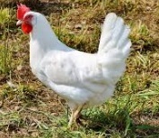 Definition of hen - What it is, Meaning and Concept