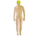 Definition of nervous system - What it is, Meaning and Concept