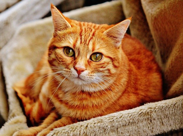 Cat Definition – What it is, Meaning and Concept