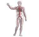 Definition of cardiovascular system - What it is, Meaning and Concept