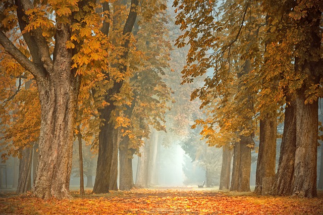 Definition of Autumn – What it is, Meaning and Concept
