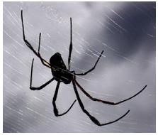 Arachnophobia Definition – What is, Meaning and Concept