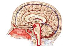Brainstem Definition – What it is, Meaning and Concept