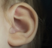 Lobe Definition – What is, Meaning and Concept