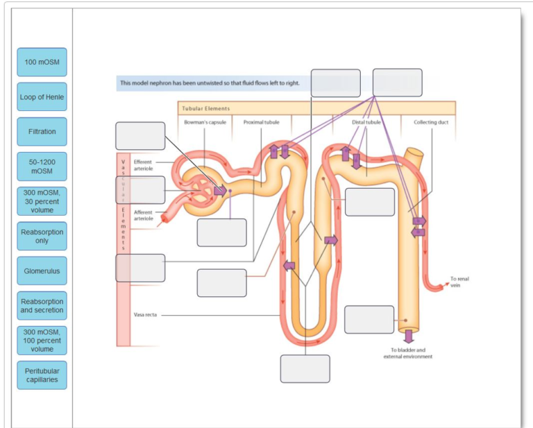 Drag the labels onto the diagram to identify the structures and functions of the nephron.