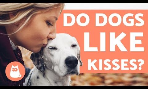 Why Does My Dog Show More Affection Towards My Husband? Exploring the Reasons Behind Canine Kissing Preferences
